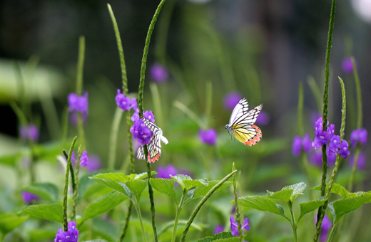 Butterfly park belvai